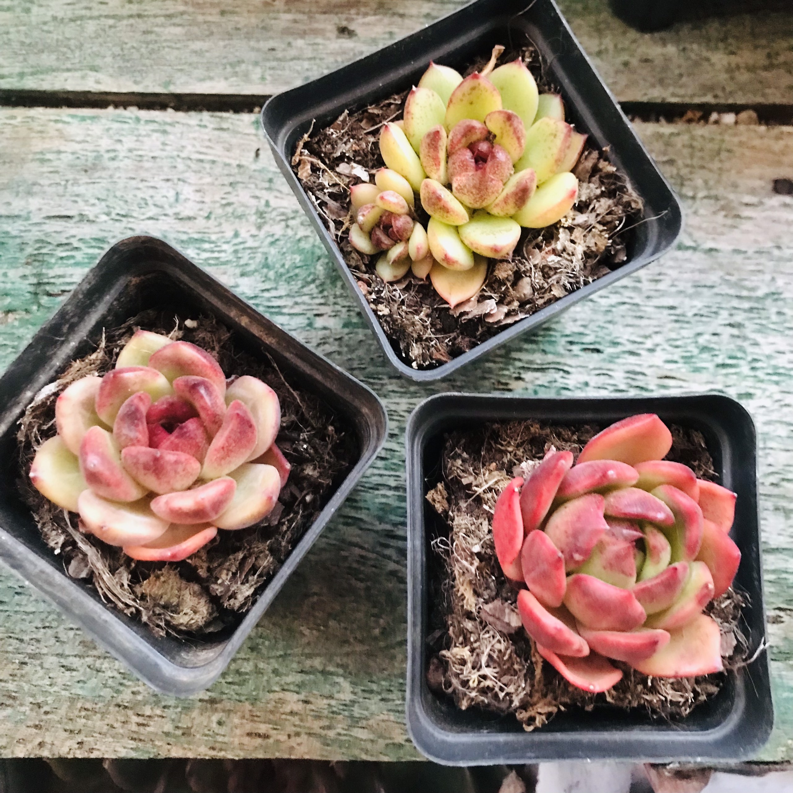 Sen đá Echeveria agavoides Jade Point cristata size 4.5-5cm