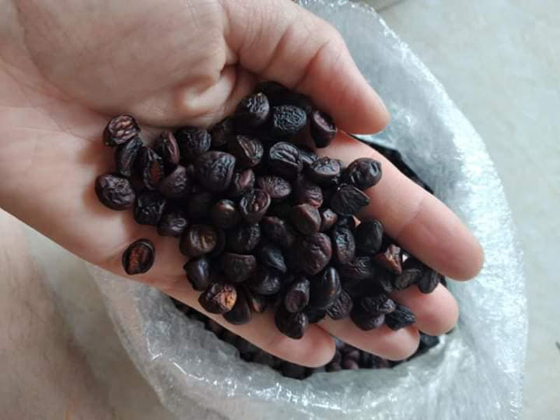 50 hạt dổi nếp gia vị Tây Bắc