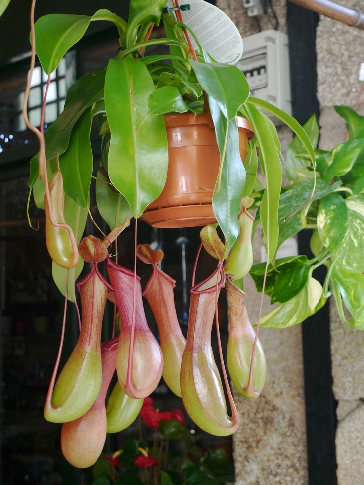 Hạt giống cây nắp ấm