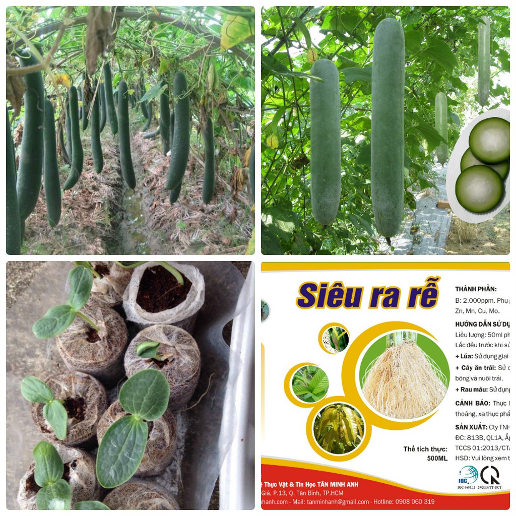 SET 02 GÓI Bí đao cao sản tặng kèm 20 viên nén và 1 phân bón