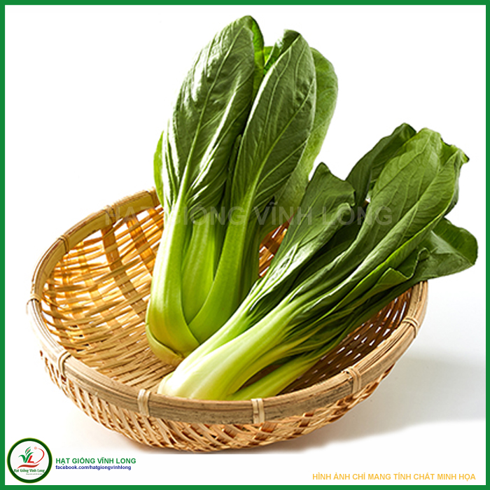 Hạt giống Cải bẹ Thượng Hải ( Cải chít, cải thìa ) TN 216 / 290 - 20g, hiệu Trang Nông chất lượng, nảy mầm cao