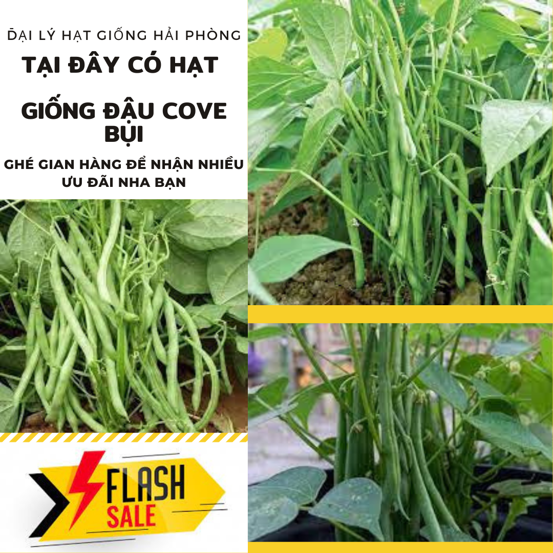 ⚡ hạt giống cây ⚡ gói 50gram hạt giống cây đậu cove bụi
