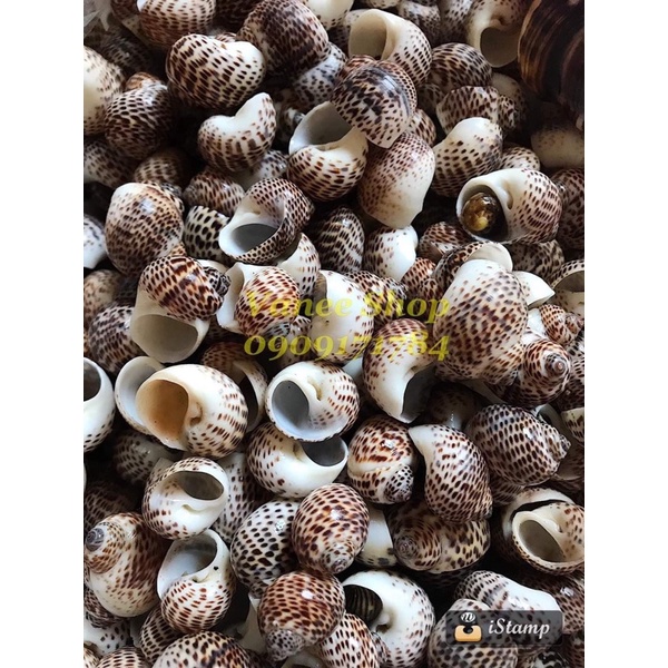 Vỏ ốc bông 100gr