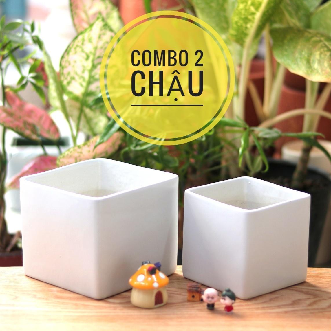 Chậu Sứ Hình Vuông (2 CÁI) Trồng Cây Cảnh Để Bàn, Cây Nội Thất, Cây Hoa Kiểng, Cây Cảnh Văn Phòng