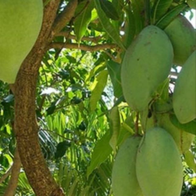 Xoài cát Hòa Lộc 100k / cây