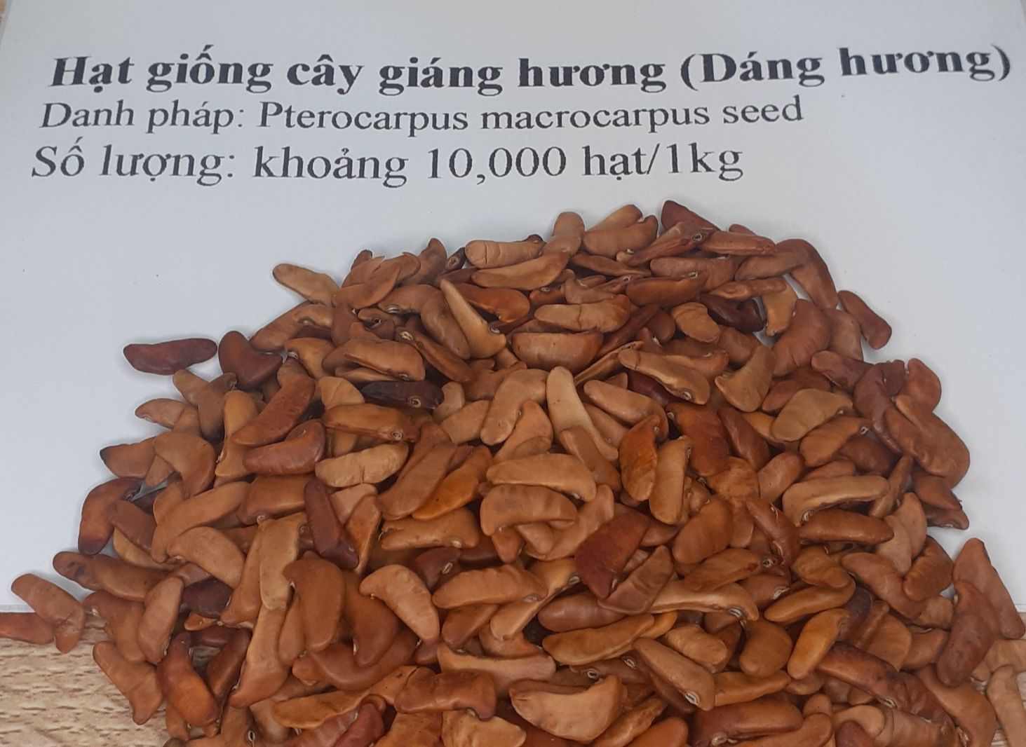 Hạt giống Giáng Hương - Đinh Hương