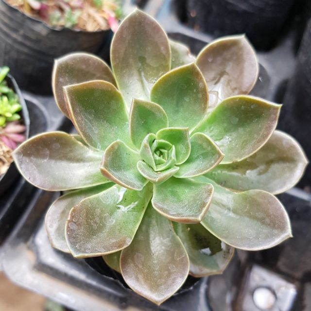 sen đá Nhật nguyệt