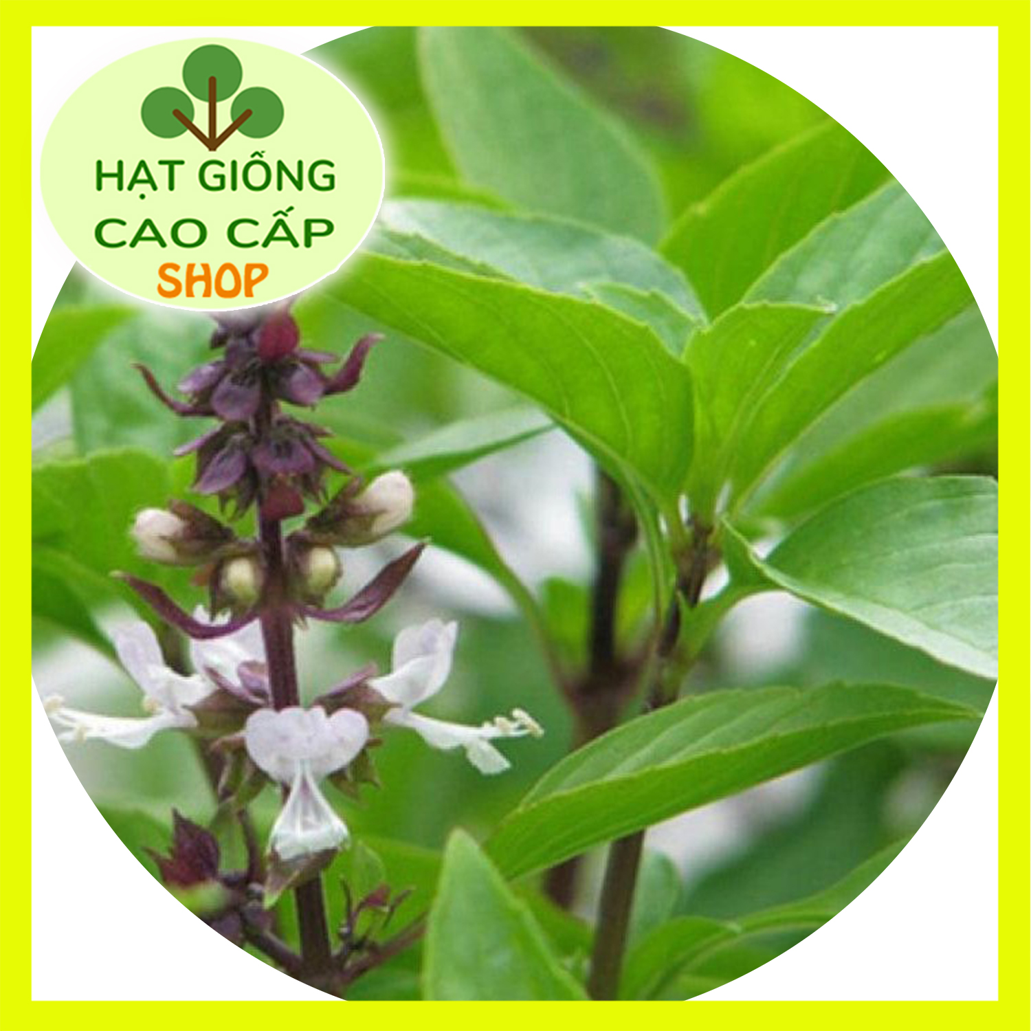 HẠT GIỐNG RAU QUẾ LÁ TO GÓI LỚN 20GR - HẠT GIỐNG ĐẠI ĐỊA