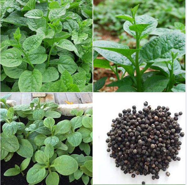 Hạt giống mồng tơi xanh lá to-gói 20gram