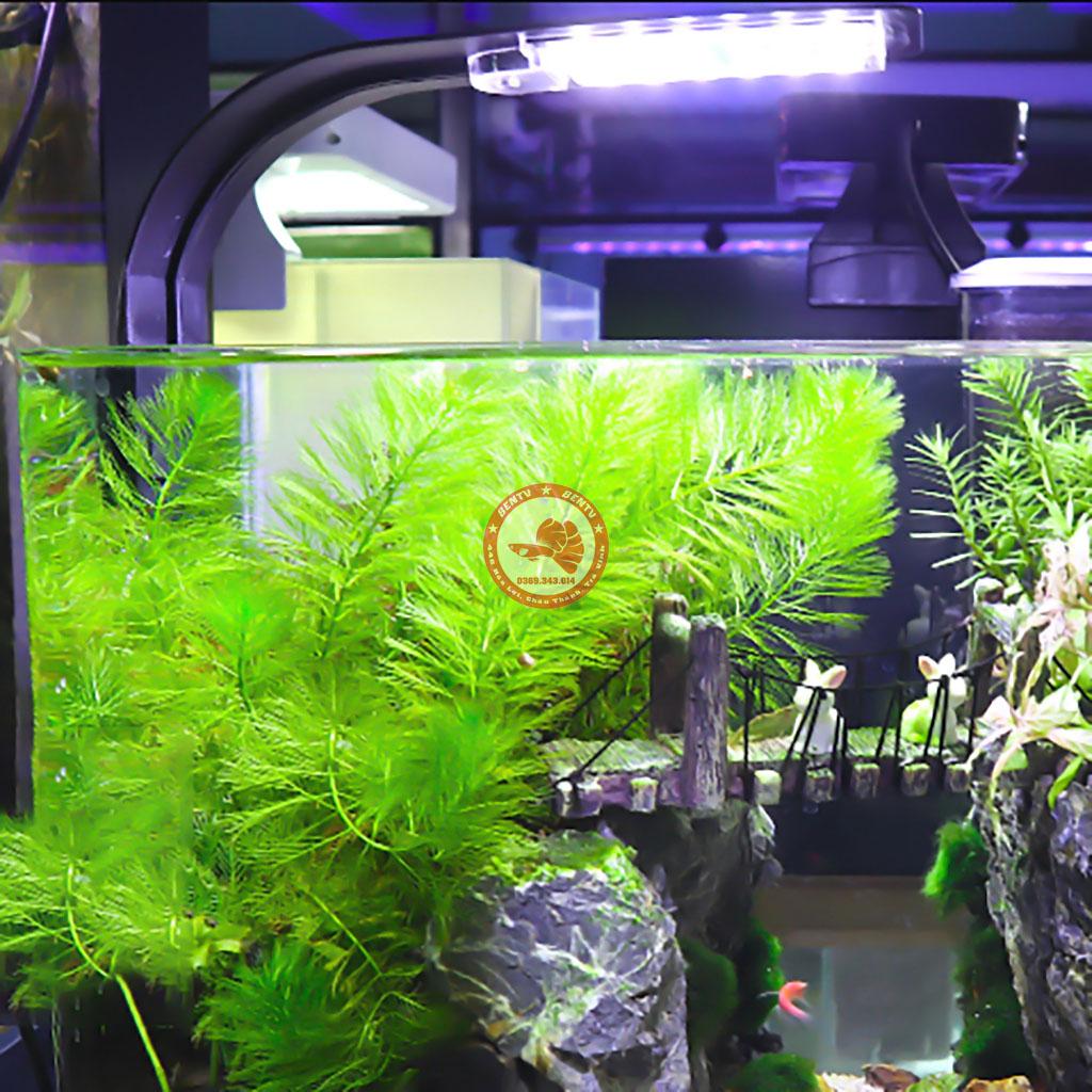 Đèn LED Kẹp X5 Cho Hồ Thủy Sinh Siêu Sáng (Đen)