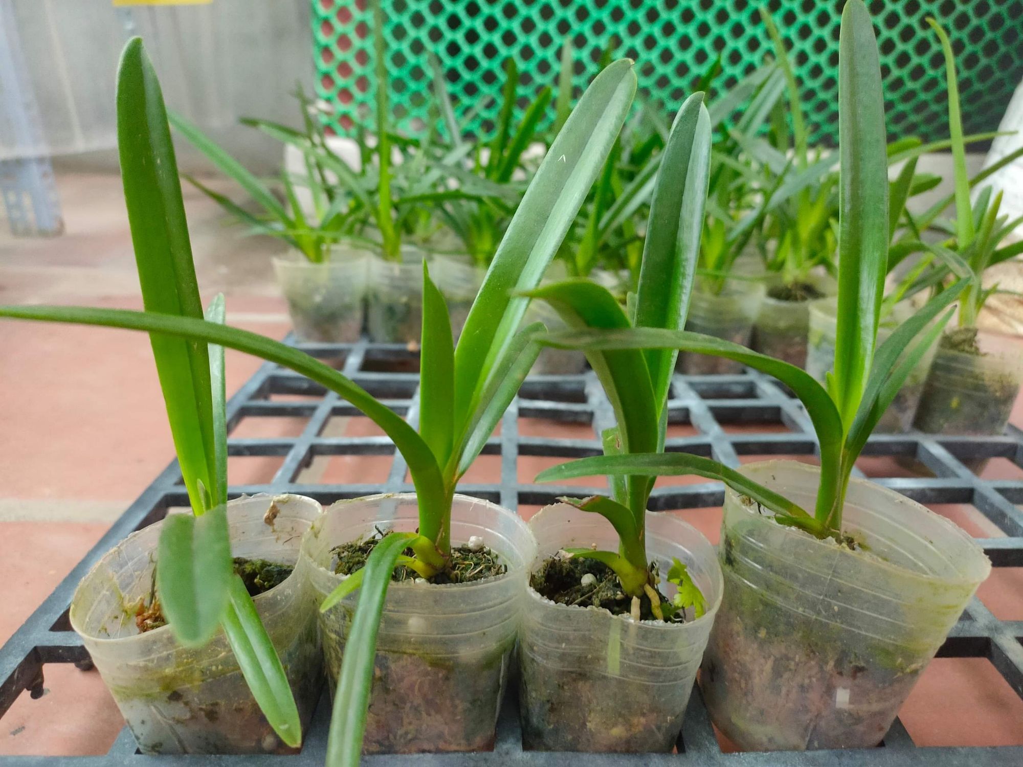 Kiếm Phan Trí gieo hạt
