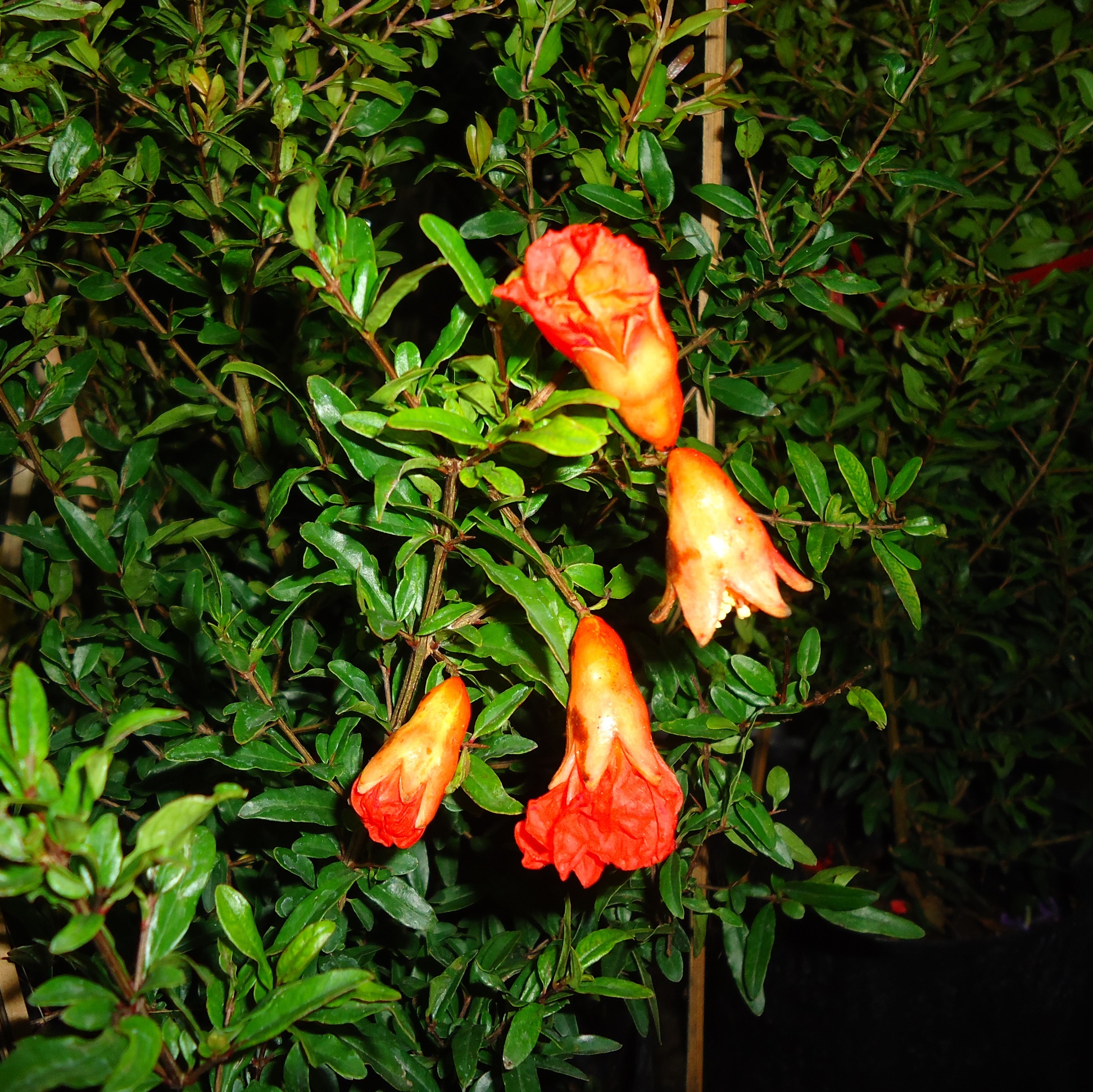 CÂY GIỐNG LỰU LÙN ĐỎ TRÁI MÀU ĐỎ RẤT XINH, CHẬU CAO 40-50CM