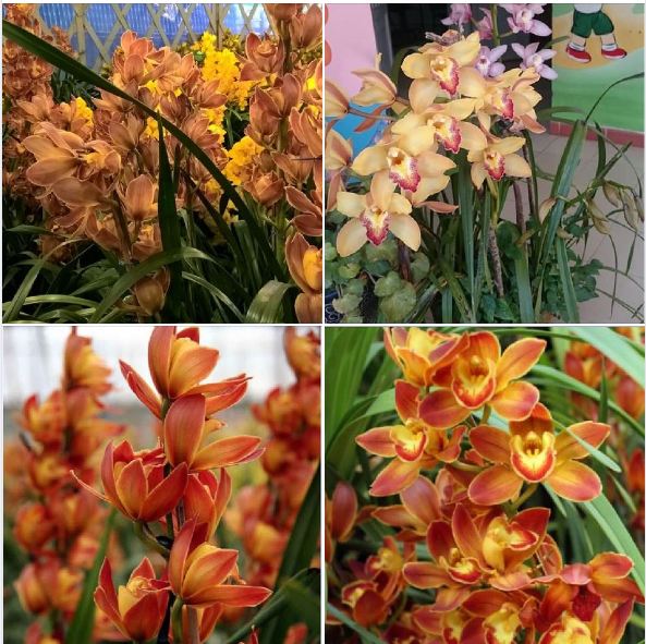 COMBO 3 củ giống địa lan santo hoa Cam