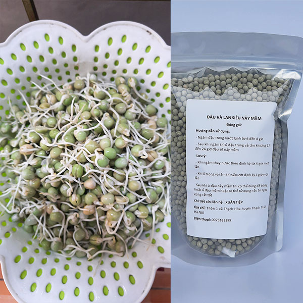 Hạt giống đậu Hà Lan túi 1 kg