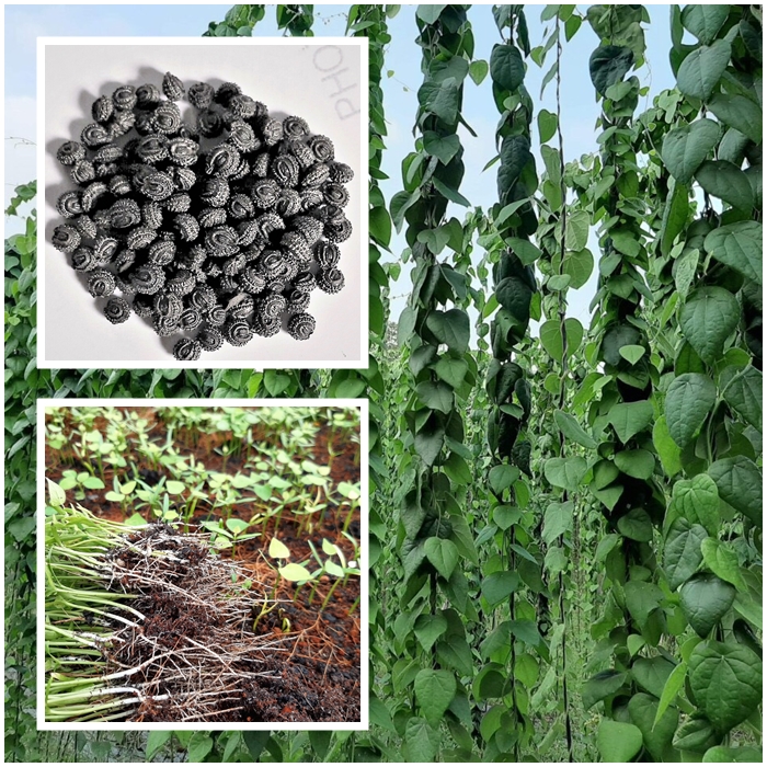 HẠT GIỐNG LÁ SƯƠNG SÂM LÔNG 100 HẠT