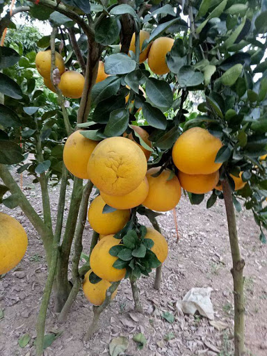Hạt giống bưởi diễn vỏ vàng như trồng vàng trước sân