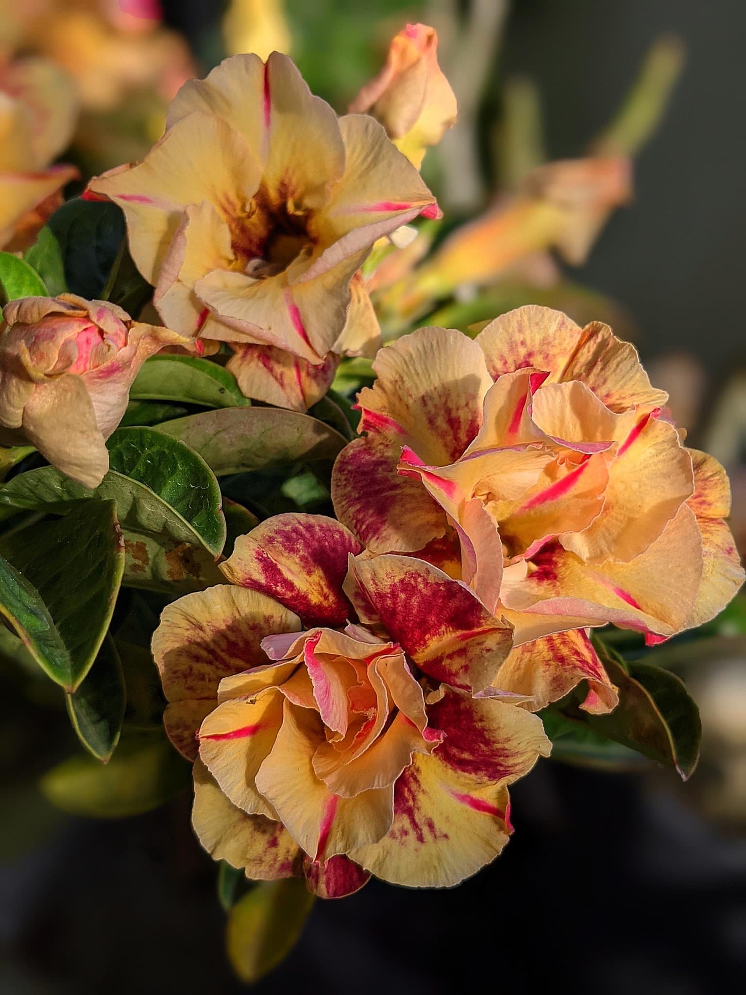 Cây hoa sứ Thái hoa kép màu vàng cam tím giống mới TD - (gửi cây ảnh 6)