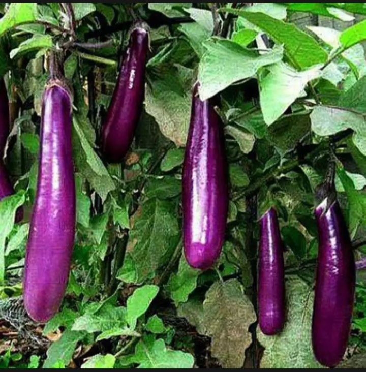 Hạt giống cà tím 0.5gram