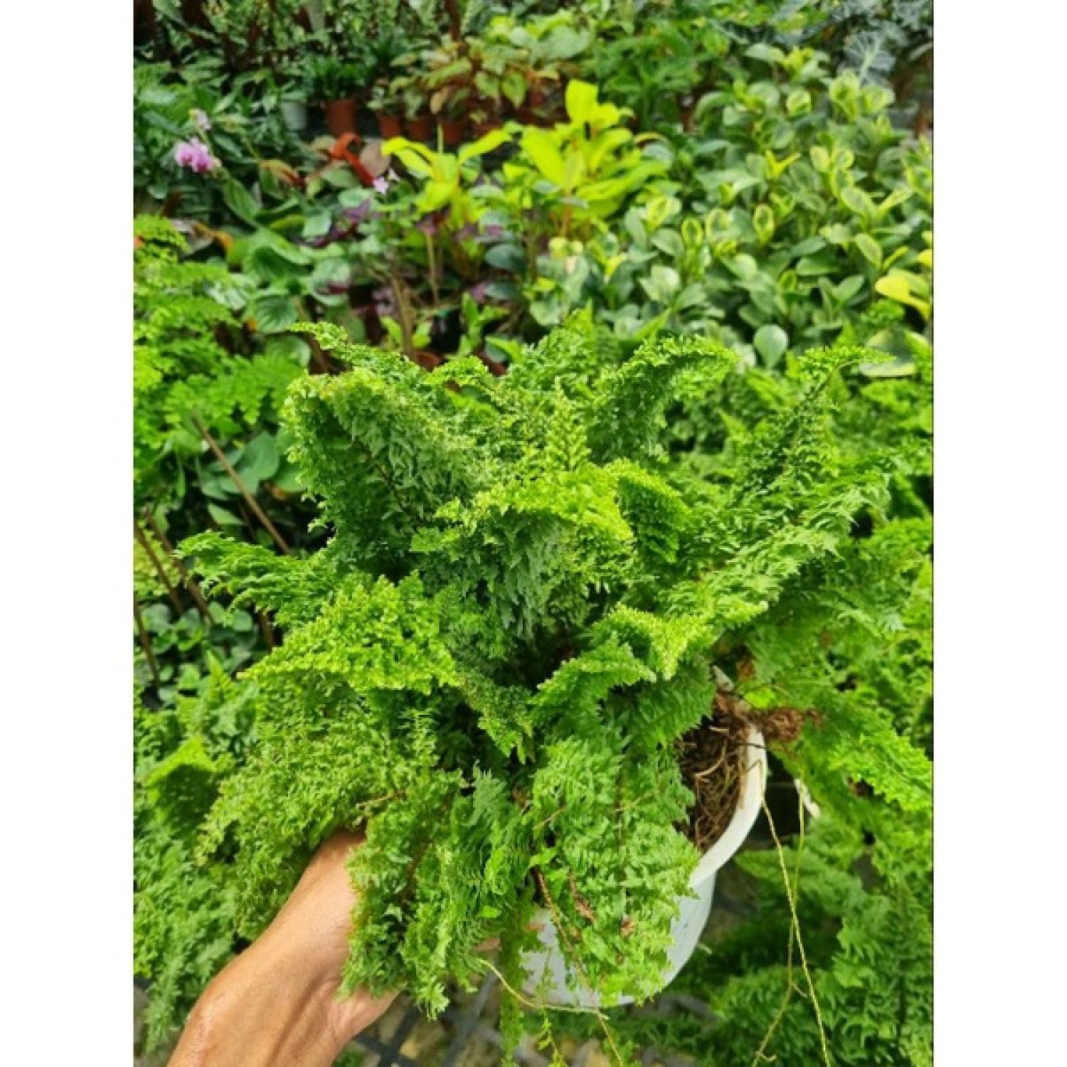 Chậu cây dương xỉ Nhật - Polypodium leucotomos