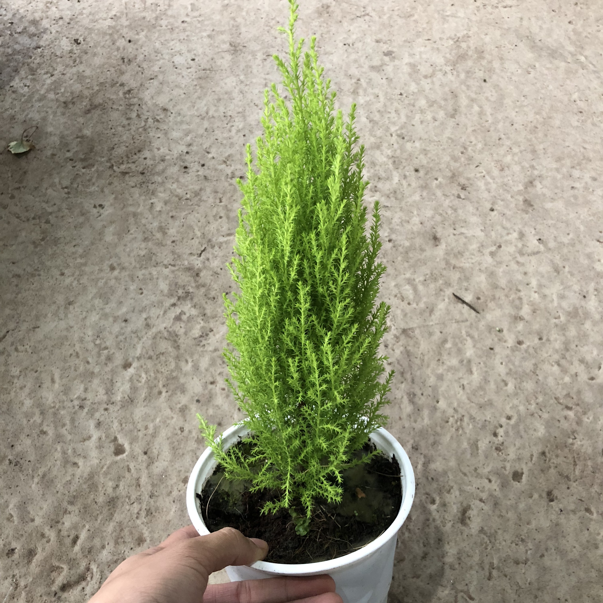 Cây tùng thơm , chiều cao 30cm hương thơm dễ chịu tán thẳng đẹp sức sống khỏe thích hợp trang trí văn phòng