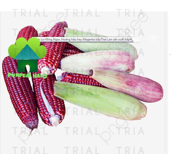 [HCM]GÓI 80 HẠT BẮP F1 HỒNG NGỌC RUBY THÁI -NÃY MẦM 93% . TẶNG KÈM GÓI PHÂN 10G.