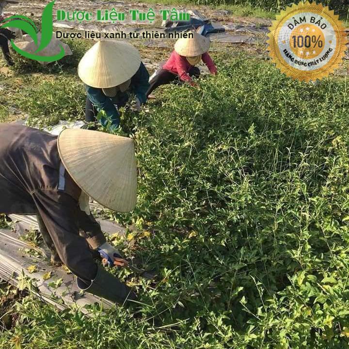 1kg cà gai leo - cao cấp đạt chuẩn gacp - who