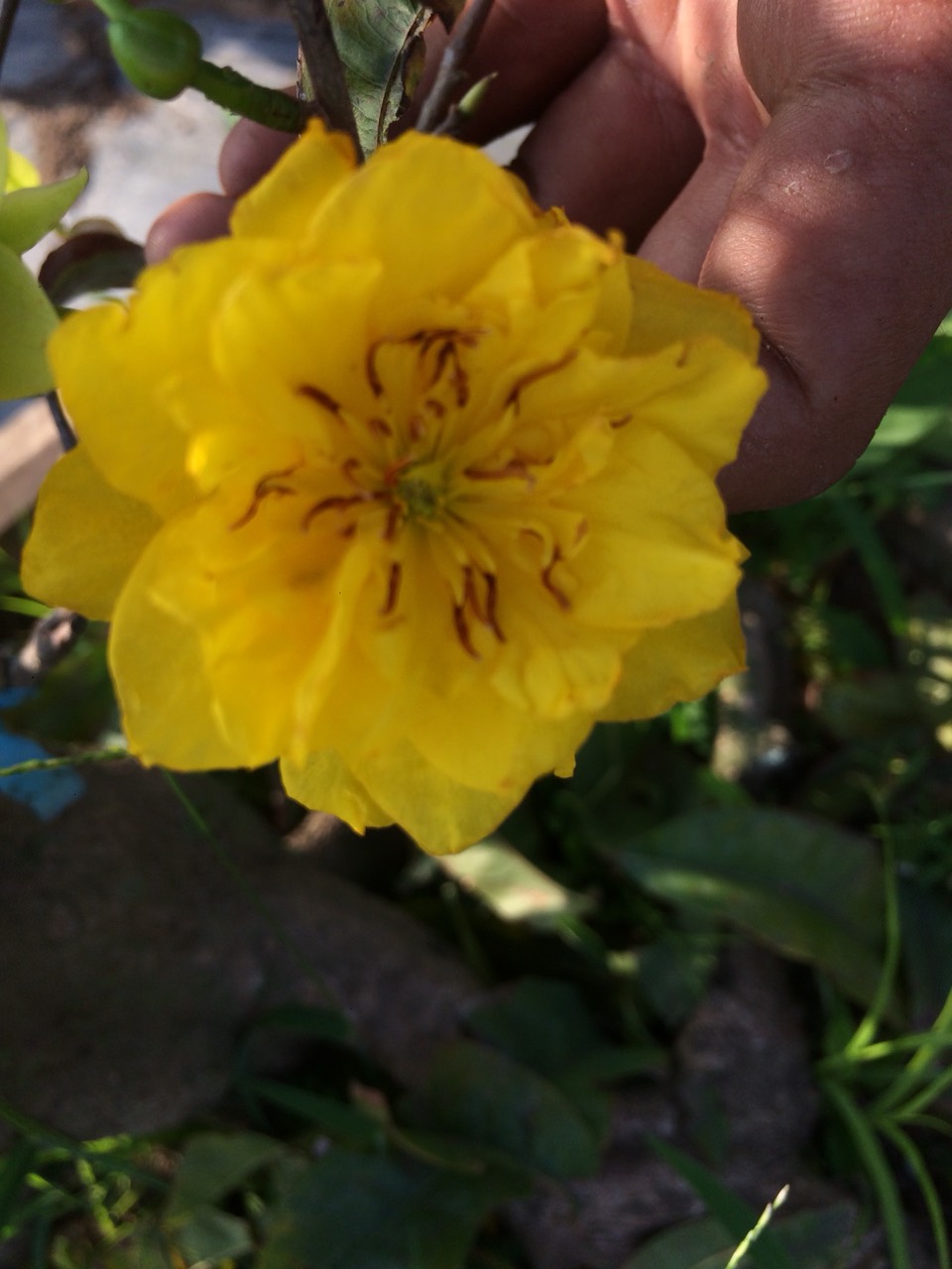 2 Cây Mai Cúc Bi Mini