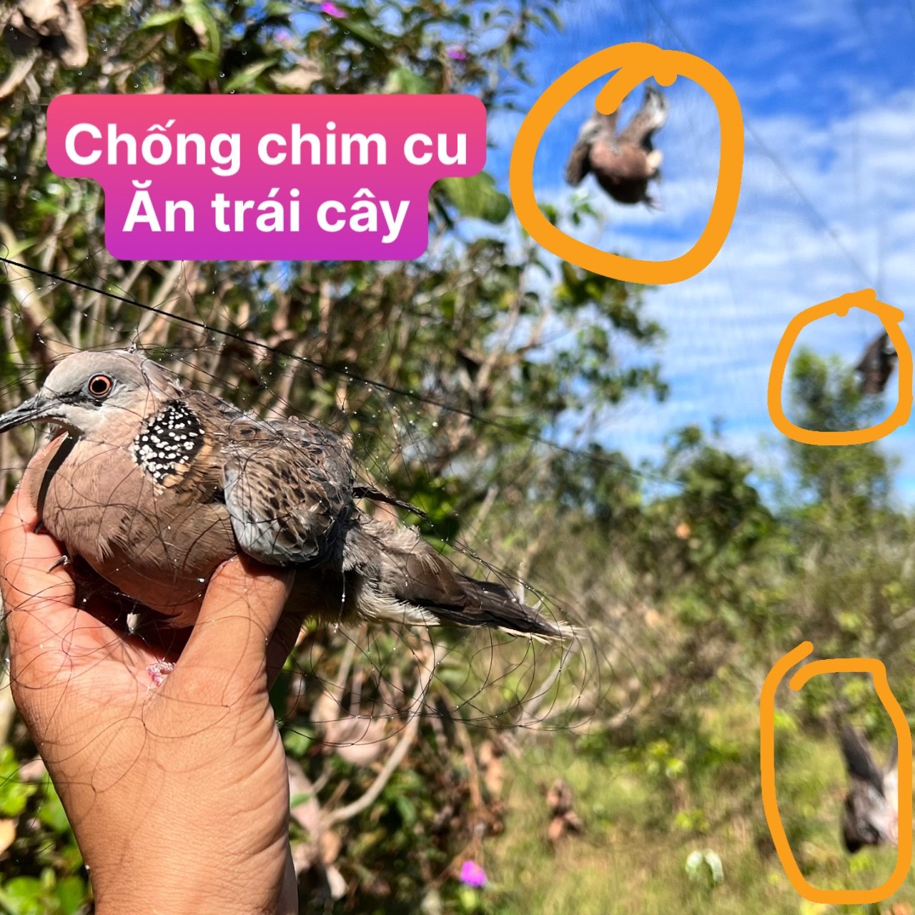 Lưới bẫy chim cu , lưới bẫy chim cò , vẹt , lưới bẫy rẽ giun , lưới tàng hình thái lan, mắt 8 phân chiều cao 6 mét 5 giây 4 túi, hàng thái lan đã nhuộm màu đen tàng hình , mua về là sử dụng