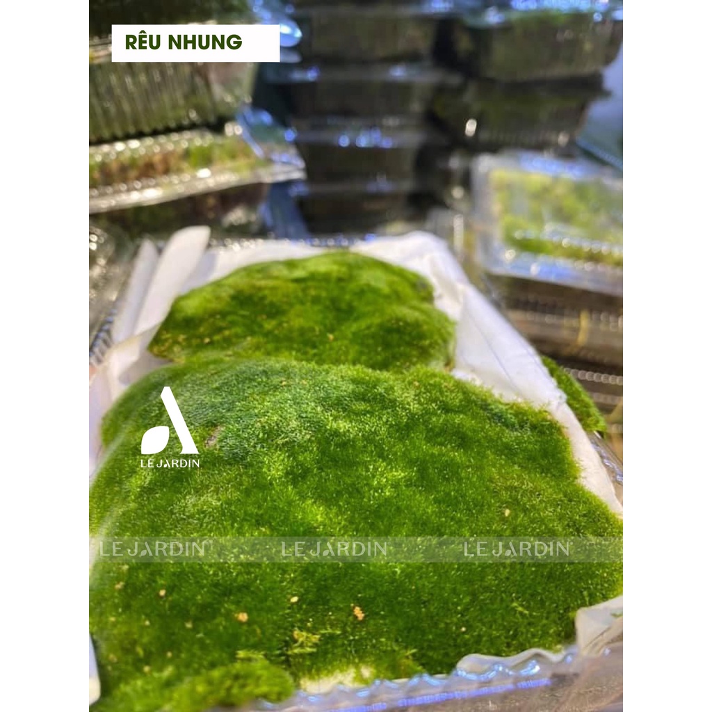 Rêu Nhung - trang trí chậu bonsai và tiểu cảnh - set bình terrarium, gắn lũa, đá hồ bán cạn
