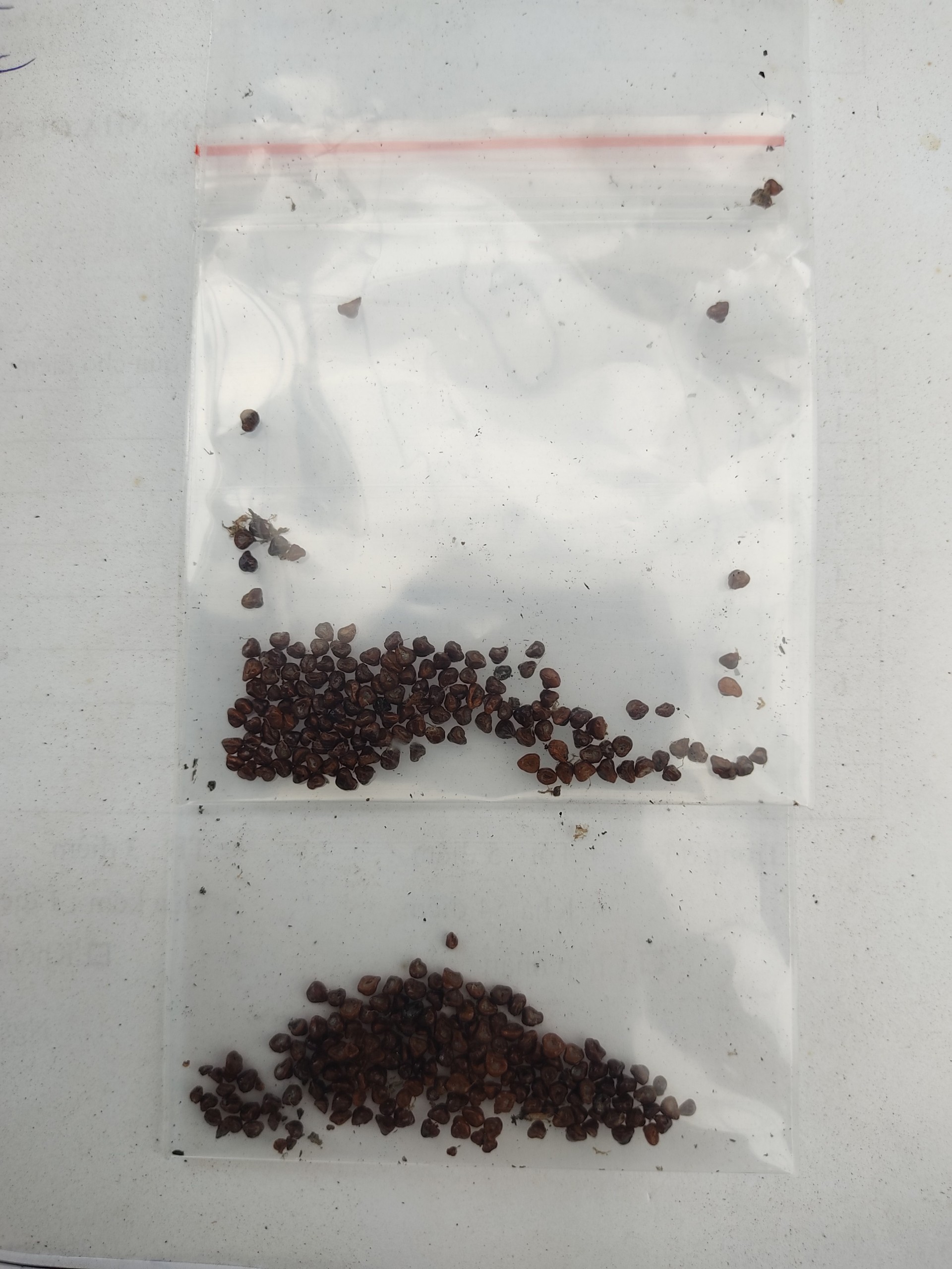 Hạt giống xương rồng aster - astro