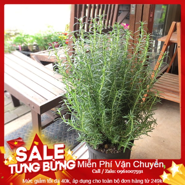 Hạt giống hương thảo - 20 hạt