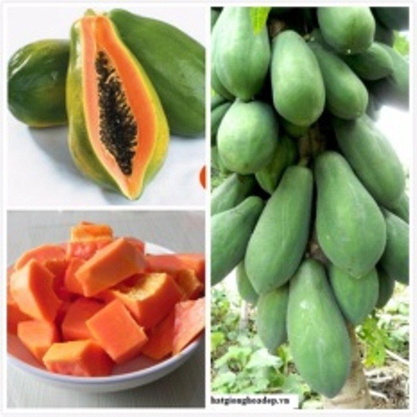 Cây giống đu đủ lùn siêu ngọt