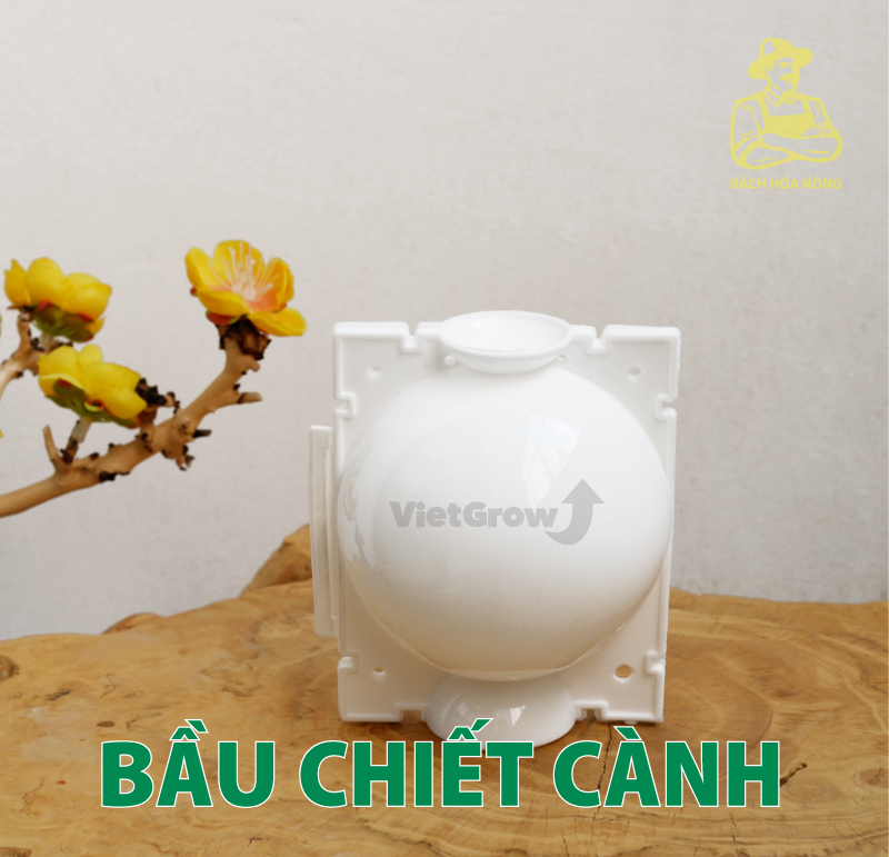 Combo 5 bầu chiết cành croco - size m , màu trắng