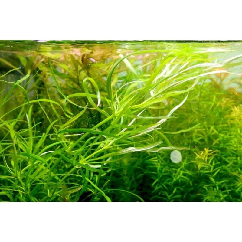 Cây Bạch Tuột thủy sinh - dễ trồng không cần co2 và nền
