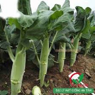 Hạt giống cải rổ