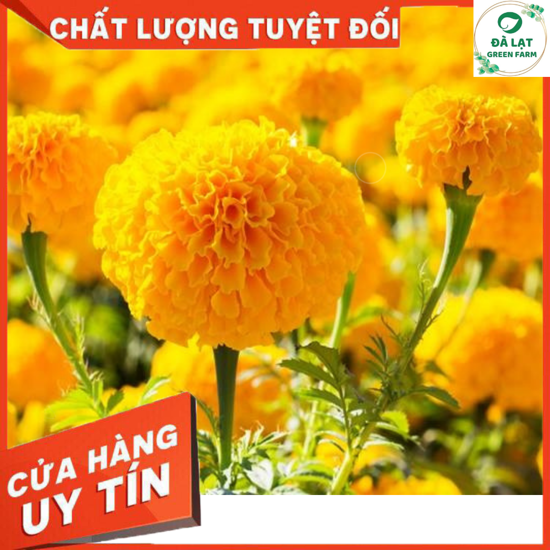 50h_hạt giống cúc vạn thọ mỹ