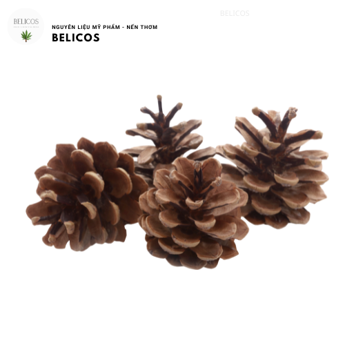 Quả thông khô trang trí size vừa - Decord trang trí giáng sinh