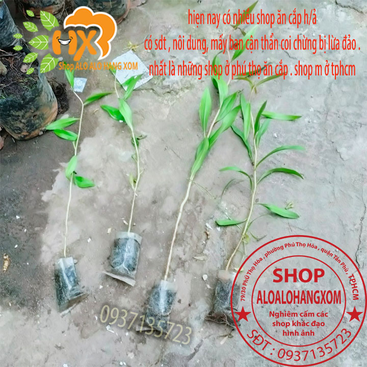 Combo 50 cây tràm úc -cây giống