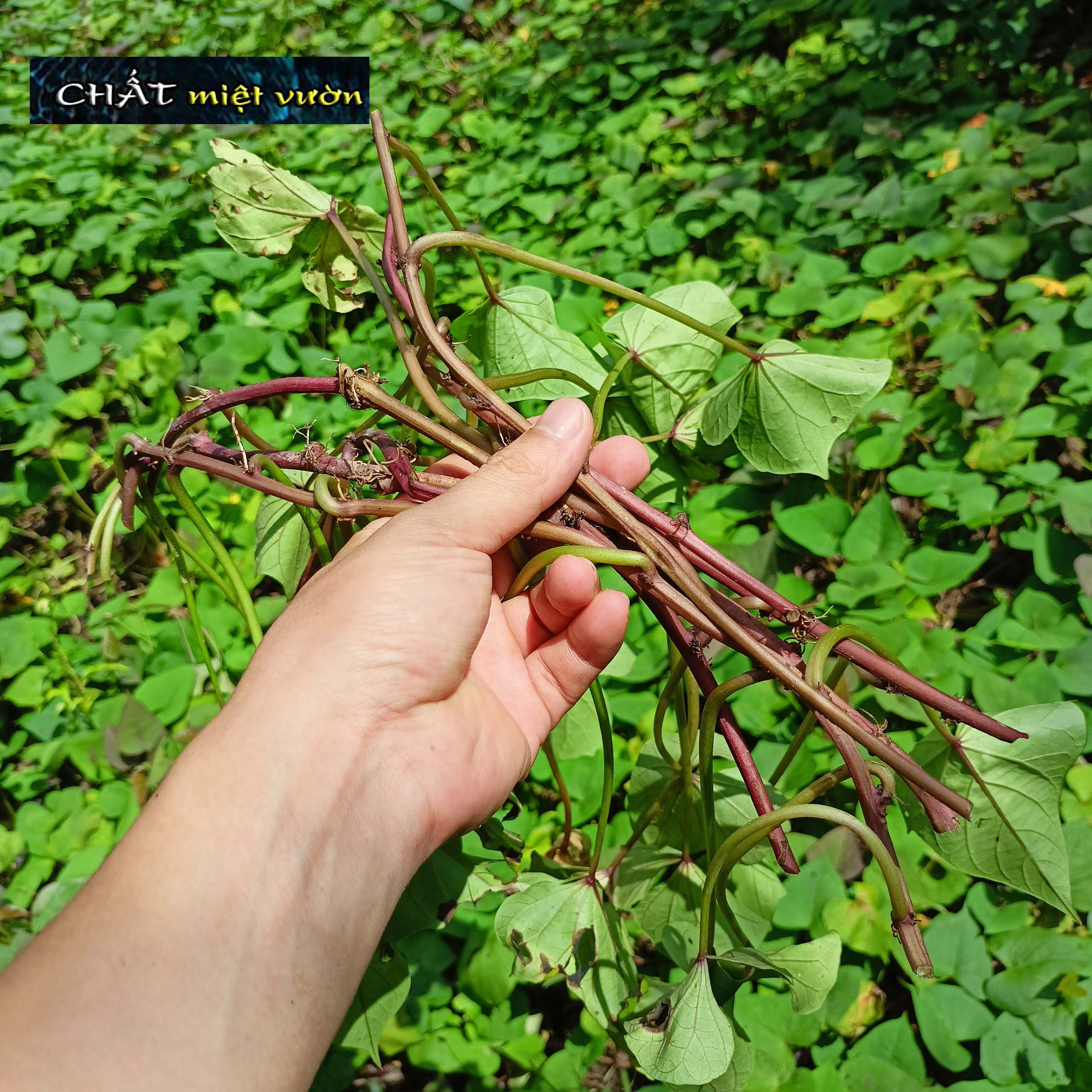 Dây khoai lang giống siêu củ/siêu đọt