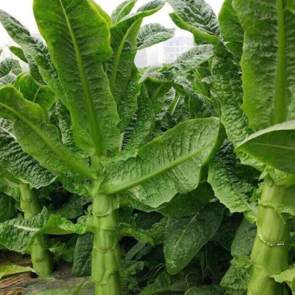 Hạt giống rau tiến vua