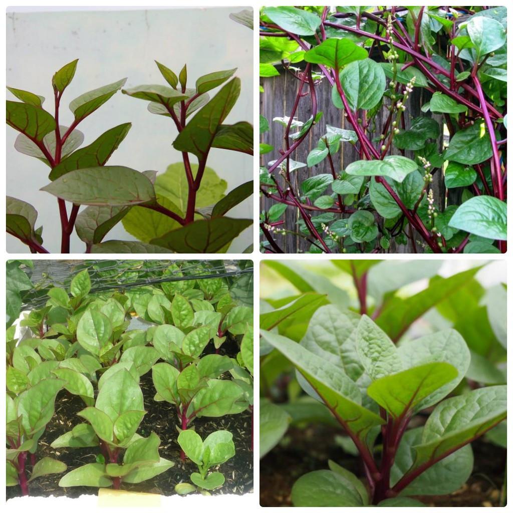 Hạt giống mồng tơi | đỏ