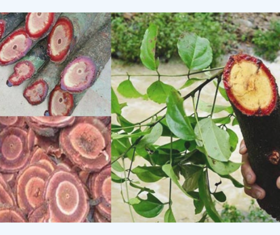 Cây cỏ máu