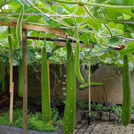 Hạt giống Bầu Sao siêu dài F1 - gói 10 hạt