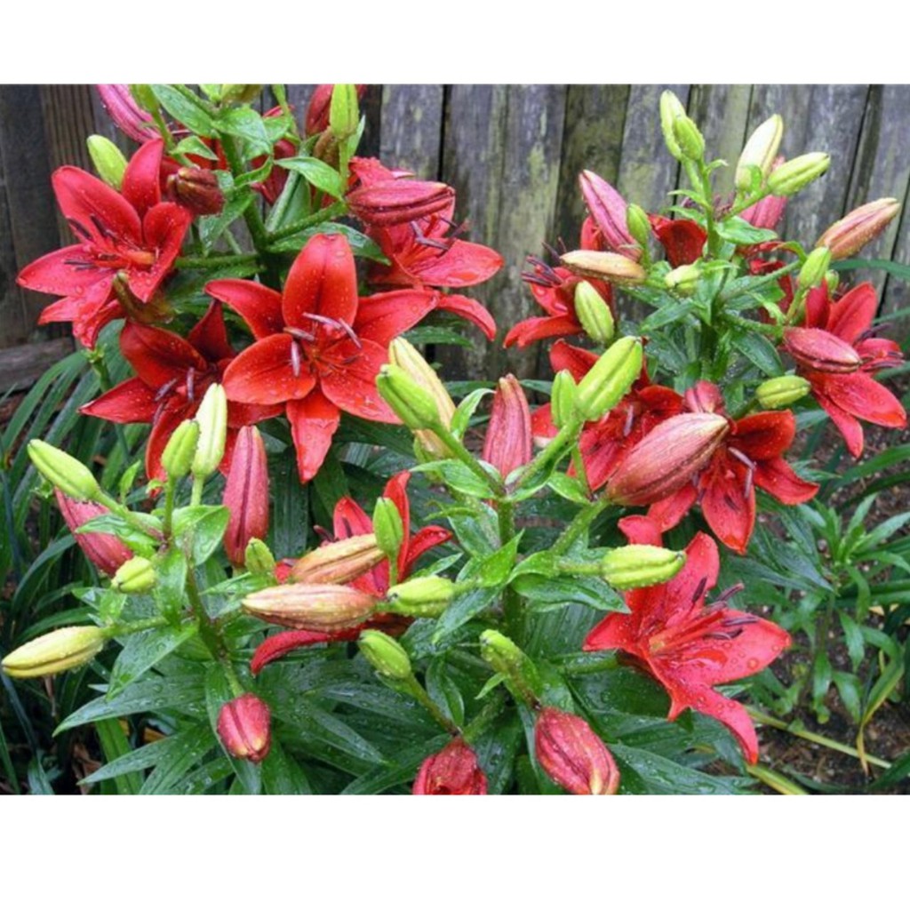 Combo 3 Củ Ly Lùn Đỏ (Củ Ly Giống)