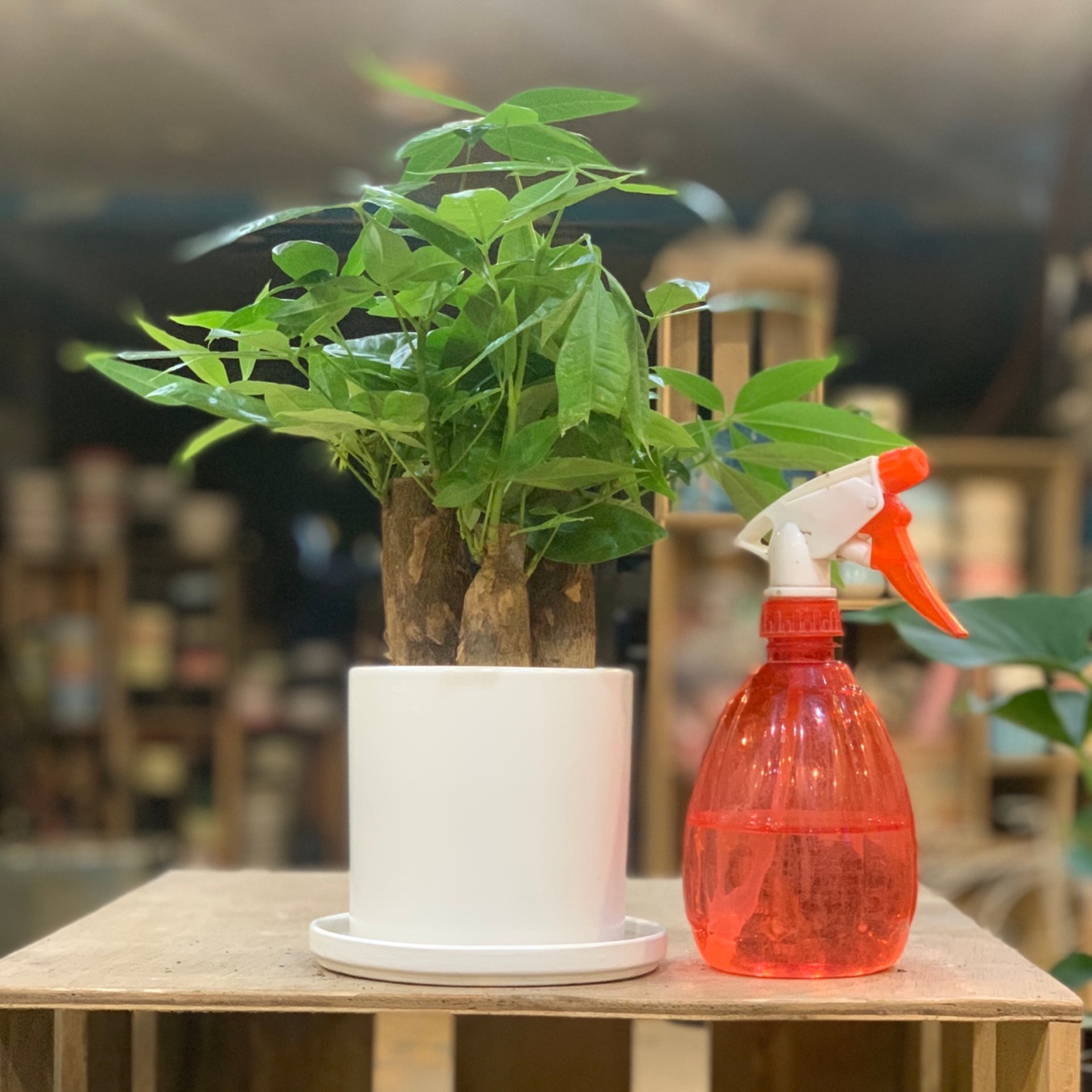 Cây Kim Ngân để bàn, bình tưới (cây Kim Ngân 3 thân, cây Kim Ngân tam lộc, cây Kim Ngân mini, cây cảnh kim ngân, cay kim ngan)