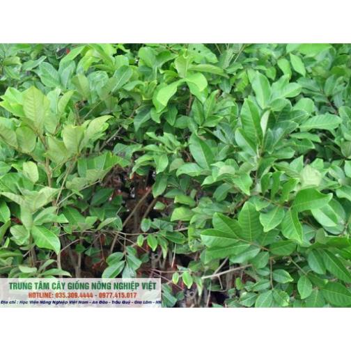 Cây giống chôm chôm thái cao 70cm-80cm