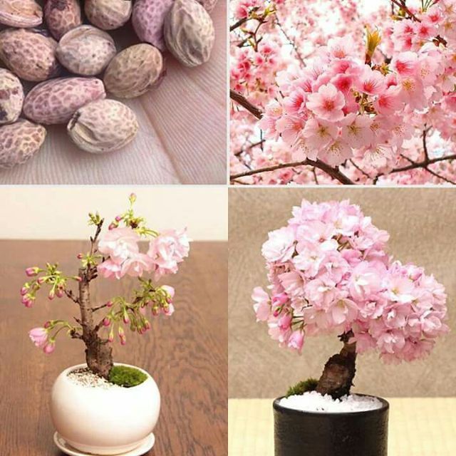 Hạt giống hoa anh đào nhật bản gói 5 hạt