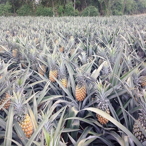 Cây giống dứa mật khỏe đẹp năng suất cao