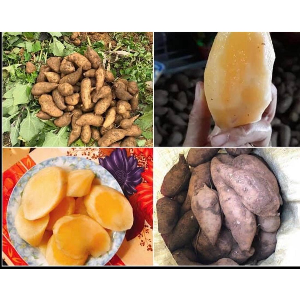  COMBO 1KG Khoai sâm loại 1đạc sản lào cai  1kg  Sâm đất ăn có vị ngọt thanh mát nhiều nước. Và có nhiều công dụng t 