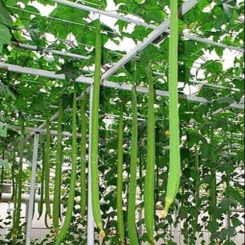 "Gói 10 Hạt " Hạt giống mướp hương siêu dài Đài Loan